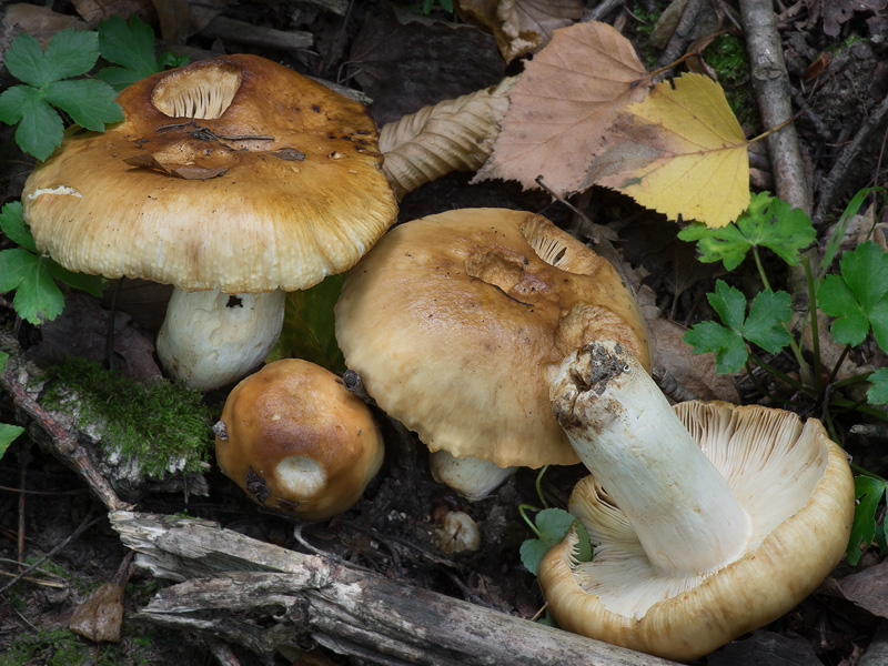 Russula subfoetens